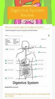 Image result for Digestive System Quiz Worksheet