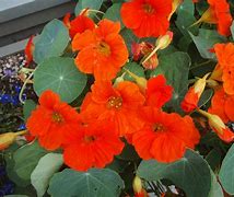 Image result for Tropaeolum majus Hermine Grashoff