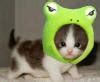 Image result for Funny Animal Stories