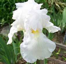 Iris germanica immortality 的图像结果