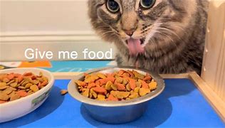 Image result for Give Me Food Cat