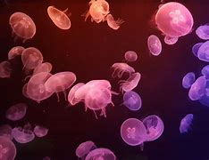 Image result for Underwater Wallpaper 3840X1080