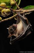 Image result for Dyak Fruit Bat