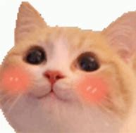 Image result for White Cat Smiling Meme with Blush
