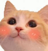 Image result for Blushing Cat Meme
