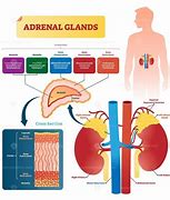 Image result for adtenal