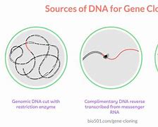 Image result for What Is Gene Cloning