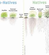 Image result for Non-Native Plants List