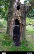 Image result for Hollowed Out Trunk of a Dead Tree