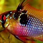 Image result for Columbian Ram Fish