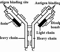 Image result for Labelled Diagram of an Antibody