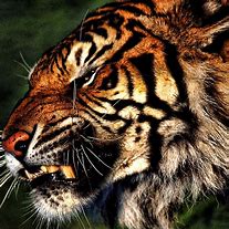 Image result for Tiger iPad Wallpaper