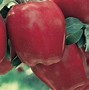 Image result for Manzana Red Delicious
