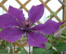 Image result for Clematis Honora