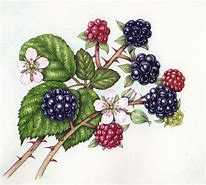 Image result for BlackBerry Painting