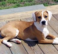 Image result for Beagle and Pitbull Mix