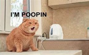 Image result for Cat Booping Meme