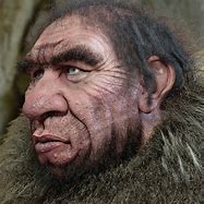 Image result for Homo Neanderthalensis