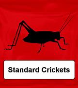 Image result for Live Tiny Crickets