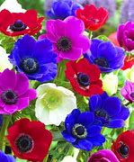 Image result for Anemone x lesserii