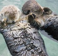 Image result for Adorable Otters Holding Hands