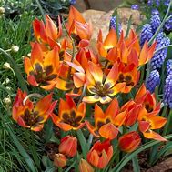 Image result for Tulipa Little Princess