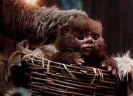 Image result for Baby Ewok