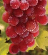 Image result for Grape Vine Plant