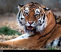 Image result for Siberian Tiger Dead