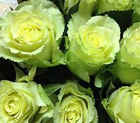 Image result for Gold-Tipped Roses