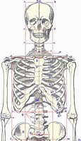 Image result for Full Size Printable Skeleton