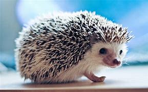 Image result for Baby Hedgehog Image Download