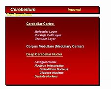 Image result for Parkinje Layer in Cerebellum