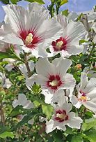 Image result for Hibiscus syr. Helene