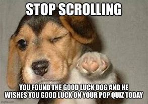 Image result for Good Luck Doggo Meme