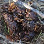 Image result for Coyote Poop with Seeds