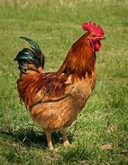 Image result for Rhode Island Red Rooster