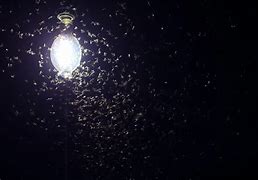 Image result for Light Trapping Insects