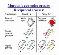 Image result for Reciprocal Cross