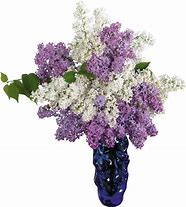 Image result for iPhone Lilac Flowers Wallpaper