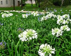 Image result for Flowers Sao Paulo