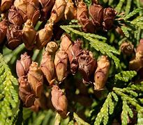 Image result for Western Red Cedar Seeds