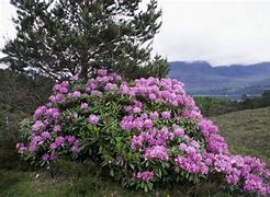 Image result for Rhododendron ponticum