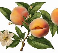 Image result for iPhone Holographic Peach