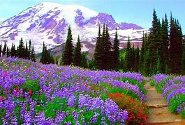 Image result for 1080P Wildflower Wallpaper