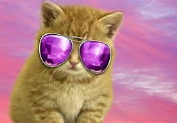 Image result for Cat with Gradient Wallpaper Laptop 1920X1080