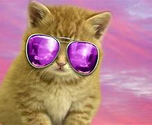 Image result for Cool Kitty Cats