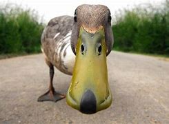 Image result for Duck Meme Backgrounds