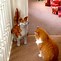 Image result for Funny Animals Things