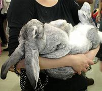 Image result for Rabbit 50Cm Tall